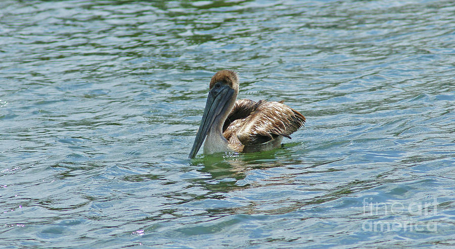 Pelican AN3322-17 Photograph by Randy Harris