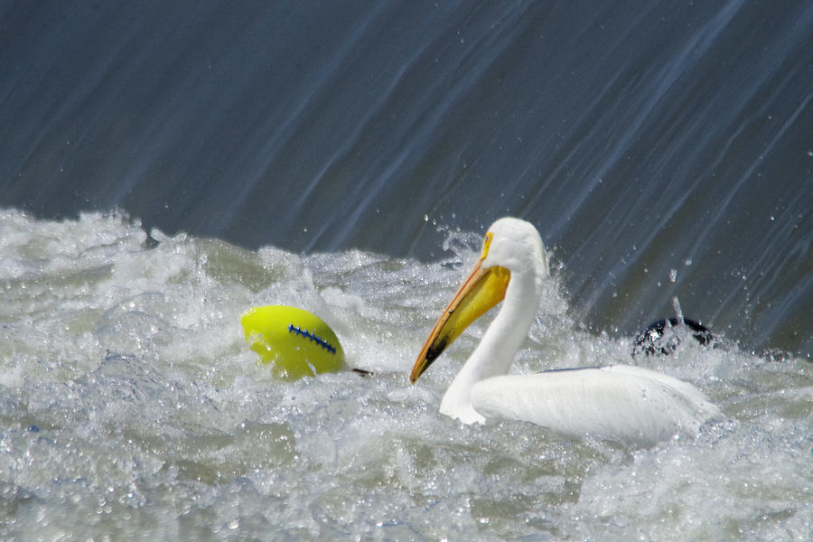 Pelican and a Football Photograph by Jeff Swan