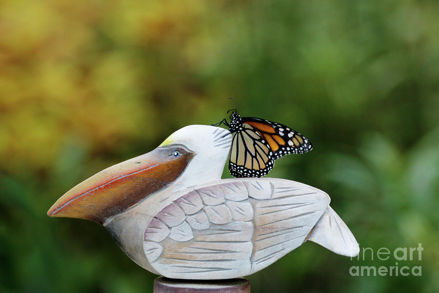 Pelican and Butterfly Photograph by Luana K Perez