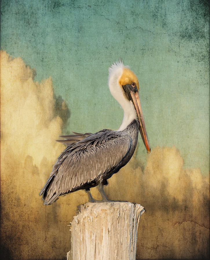 Pelican Photograph - Pelican and Clouds by Don Schiffner