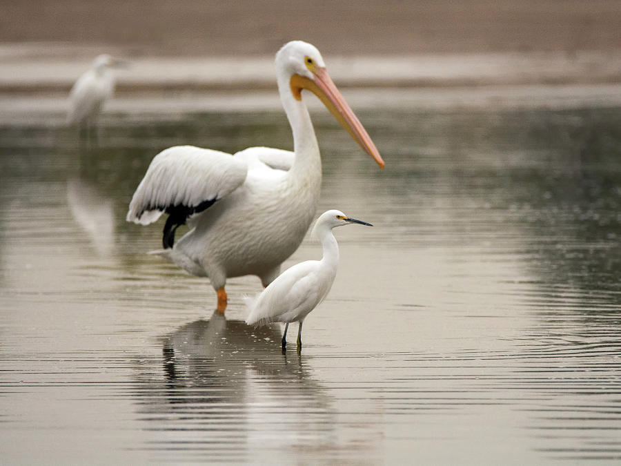 Pelican and Snowy Egret 6459-113017-1cr Photograph by Tam Ryan