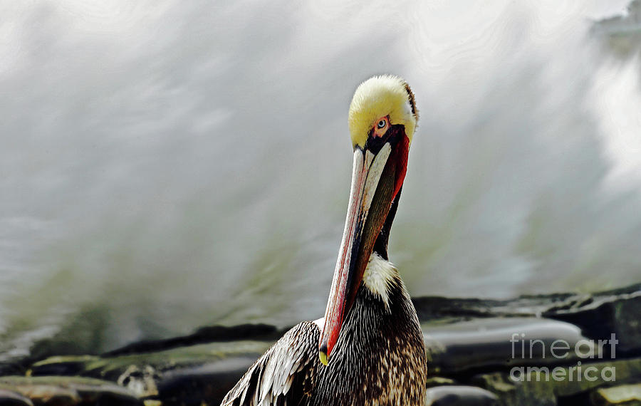 Pelican and the Wave Photograph by Michael Cinnamond
