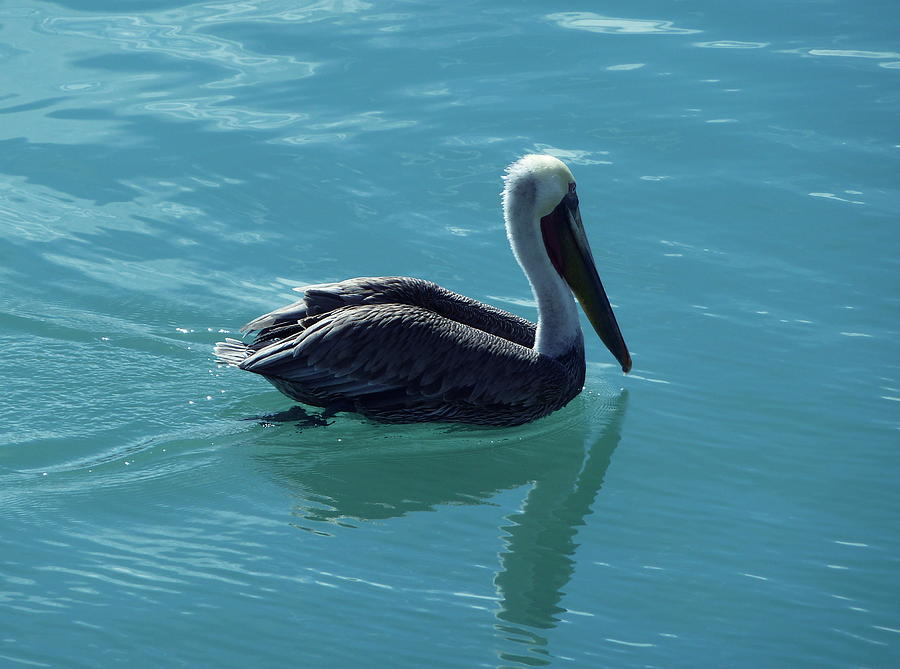 Pelican Photograph by Anna  Duyunova