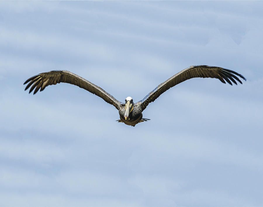 Pelican At 12 OClock Photograph by William Bitman
