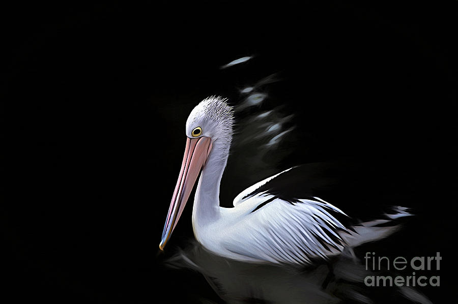 Pelican Photograph - Pelican at Dusk by Kaye Menner