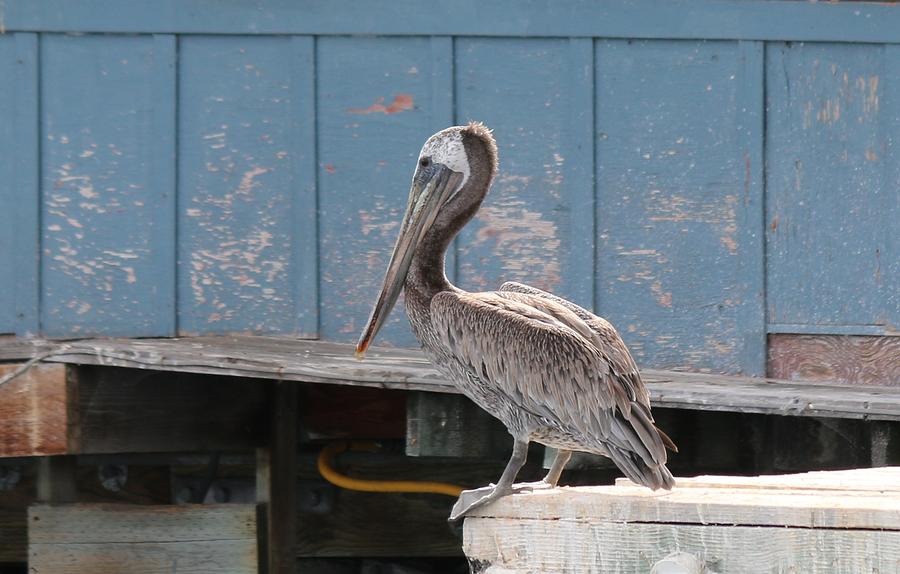 Pelican at Fishermans Wharf Photograph by Christy Pooschke