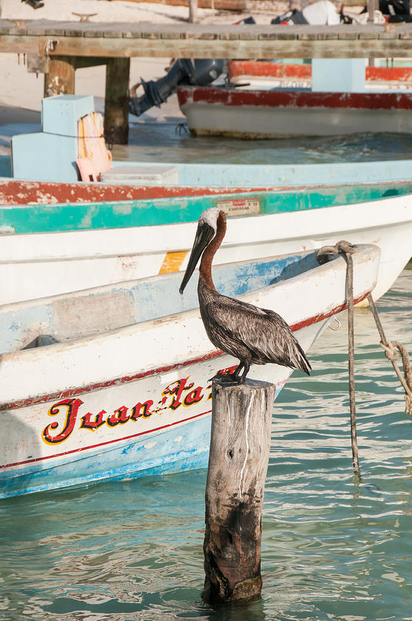 Pelican at Isla Mujeres Digital Art by Carol Ailles
