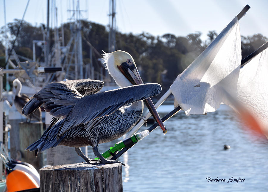 Pelican At Morro Bay California Ready For Take Off Painting by Barbara Snyder