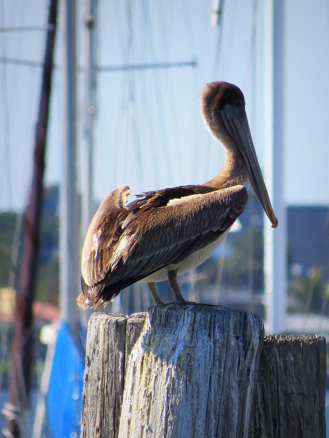 Pelican At Port Photograph by Wanderbird Photographi LLC