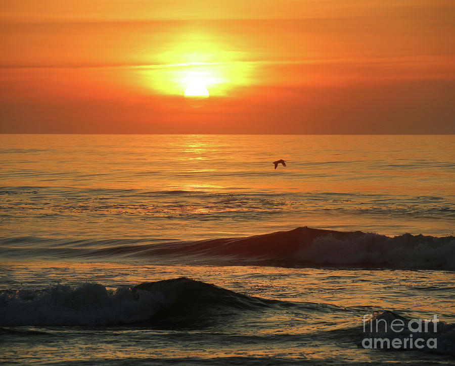 Pelican at Sunrise 3328 Photograph by Jack Schultz