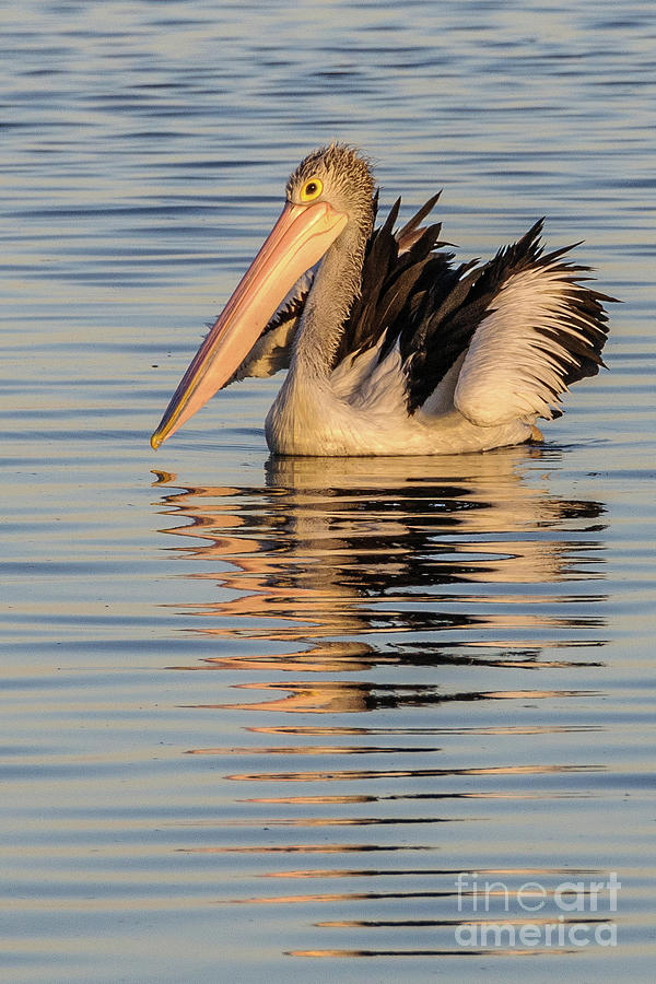 Pelican at Sunset 2 Photograph by Werner Padarin