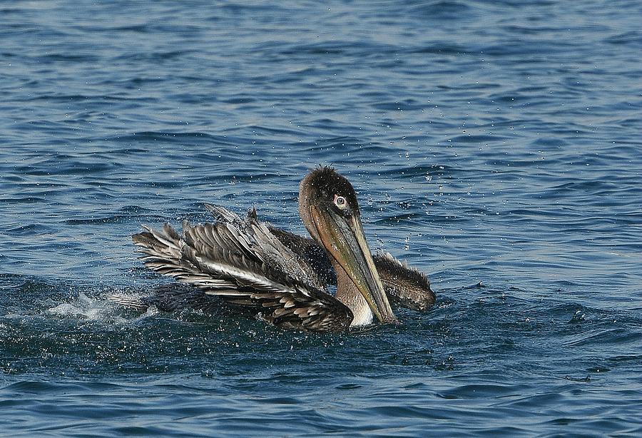 Pelican Bathing Series 5 Photograph by Fraida Gutovich