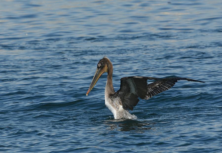 Pelican Bathing Series 6 Photograph by Fraida Gutovich