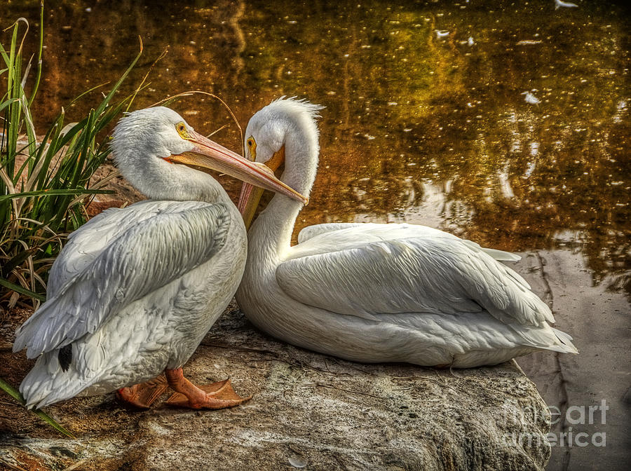 Pelican Bay  Photograph by Saija Lehtonen