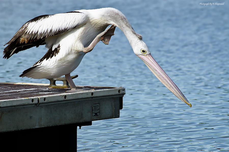 Pelican beauty 66633 Photograph by Kevin Chippindall