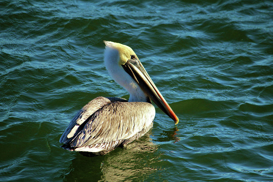 Pelican Beauty Photograph by Cynthia Guinn