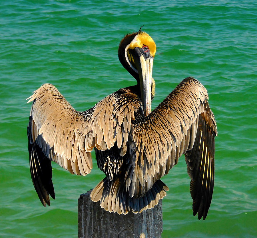 Pelican beauty Photograph by David Lee Thompson