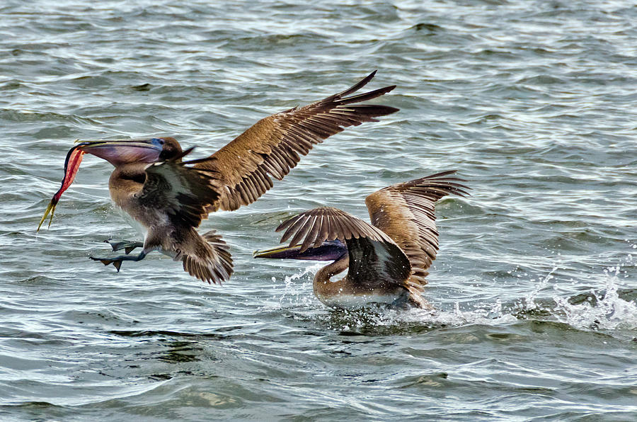 Pelican being chased  Photograph by Wolfgang Stocker