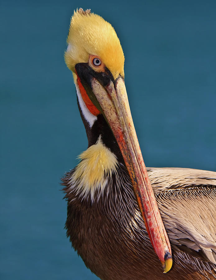 Pelican Photograph by Beth Sargent