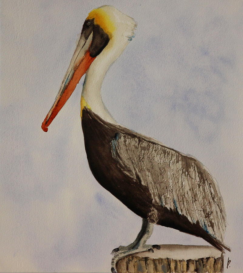 Pelican Painting - Pelican by Betty Moore