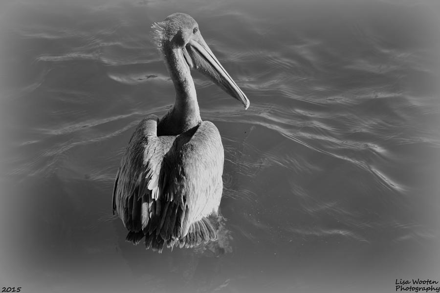 Pelican Black and White Photograph by Lisa Wooten