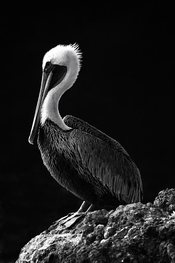Pelican Photograph - Pelican Black and White by Mark Kiver