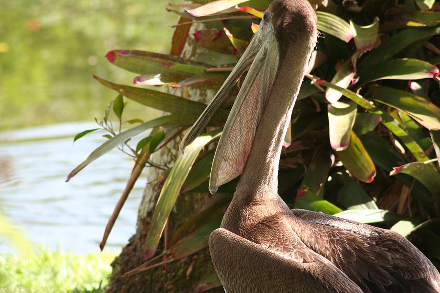Pelican Blend Photograph by Anita Parker