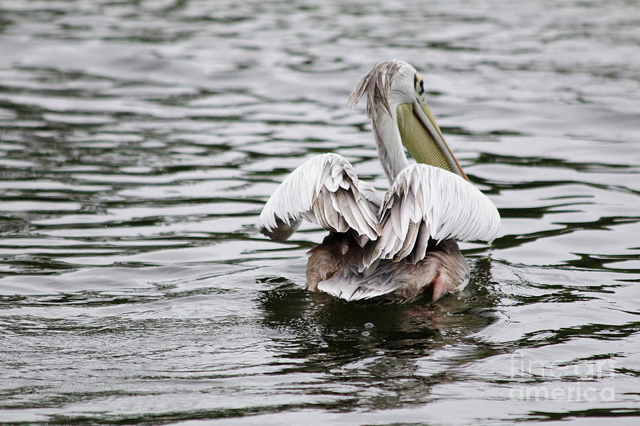 Pelican Brief Photograph by Afrodita Ellerman