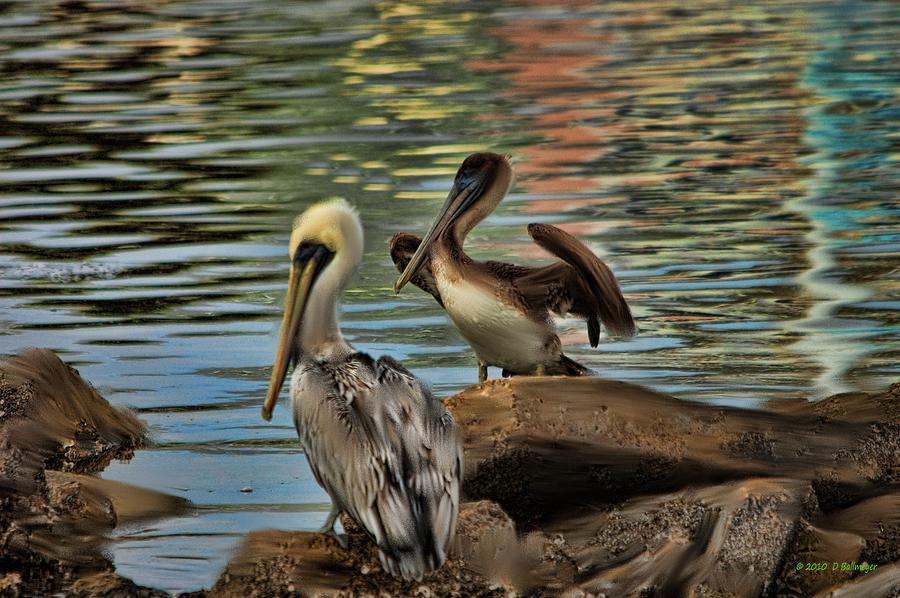 Bird Photograph - Pelican Brief by Deborah