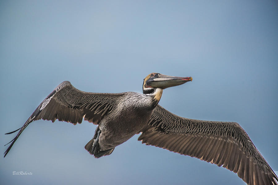 Pelican Briefly Photograph by Bill Roberts