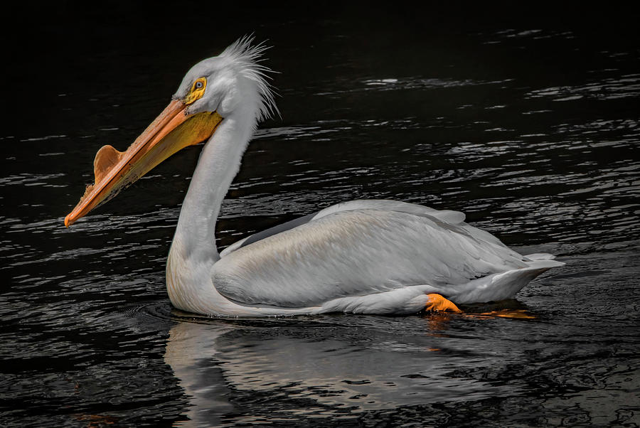 Pelican Briefly  Photograph by Ray Congrove