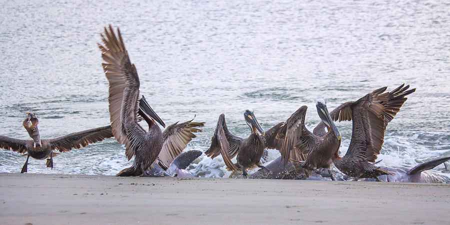 Pelican Brunch Photograph by Patricia Schaefer