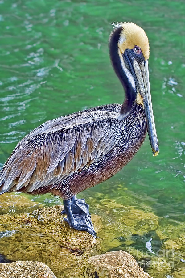 Pelican By The Pier Photograph by Deborah Benoit