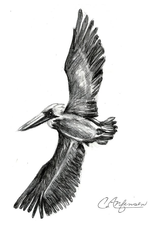 Pelican capers Drawing by Carol Allen Anfinsen