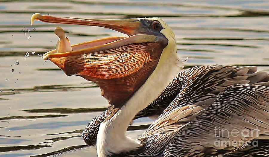 Pelican Catching A Fish Photograph by Paulette Thomas