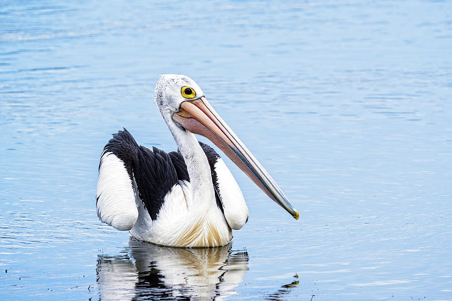 Pelican Photograph by Catherine Reading