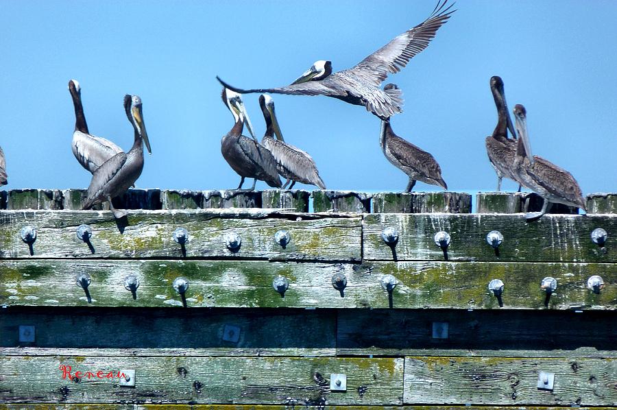 Pelican Caucus Photograph by A L Sadie Reneau