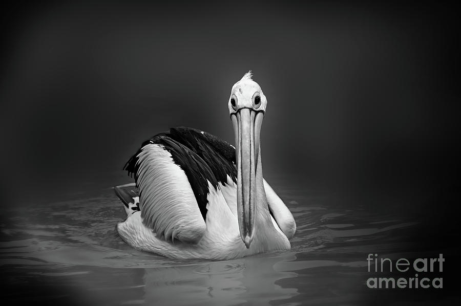 Pelican Photograph - Pelican by Charuhas Images