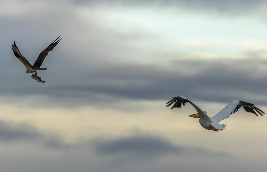 Pelican Chasing Osprey Photograph by Marc Crumpler