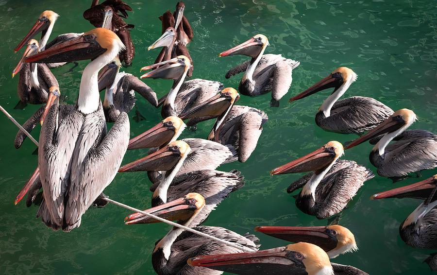 Pelican Photograph - Pelican Choir Rehearsal by Karen Wiles