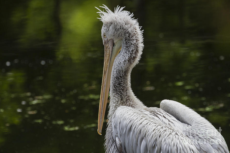 Pelican Bad Hair Day Photograph by Clare Bambers