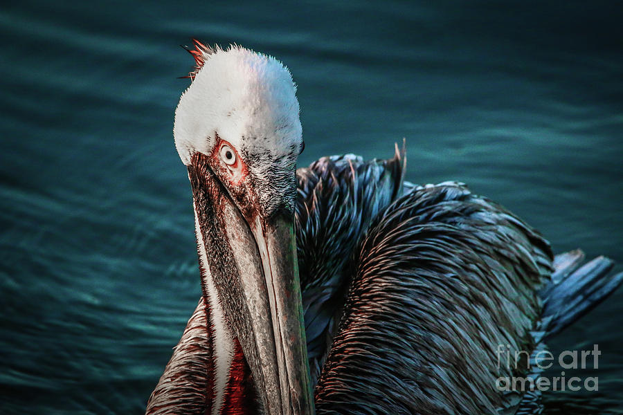 Pelican Close-Up Look Photograph by Tom Claud
