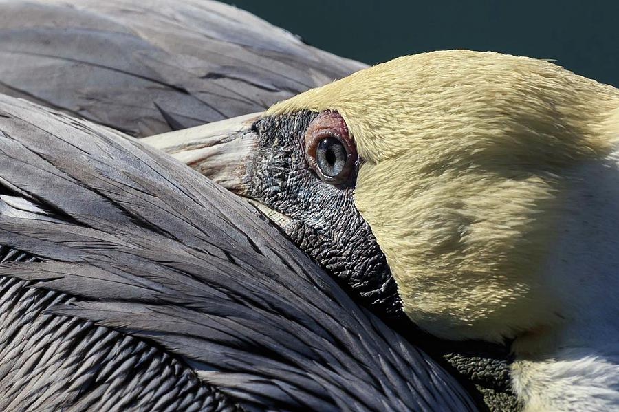 Pelican Close-up Photograph by Paul Schultz