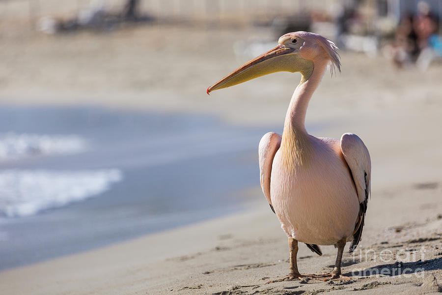 Greek Photograph - Pelican close up portrait on the beach in Cyprus. by Mariusz Prusaczyk