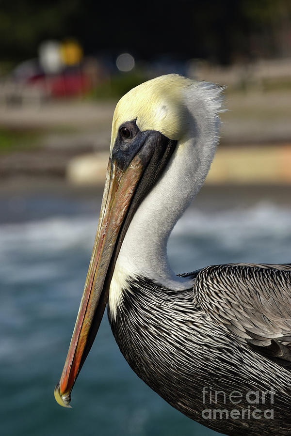 Pelican Photograph by William Tasker - Pixels