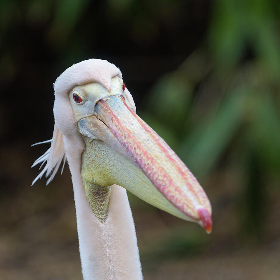 Pelican Closeup Photograph by Matt Malloy