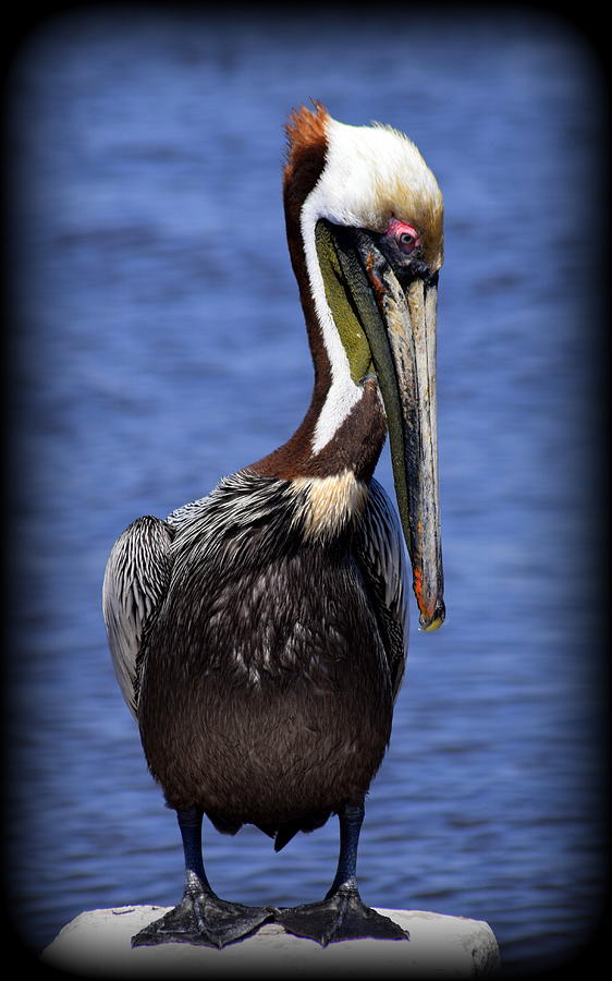 Pelican Colors Photograph by Sheri McLeroy