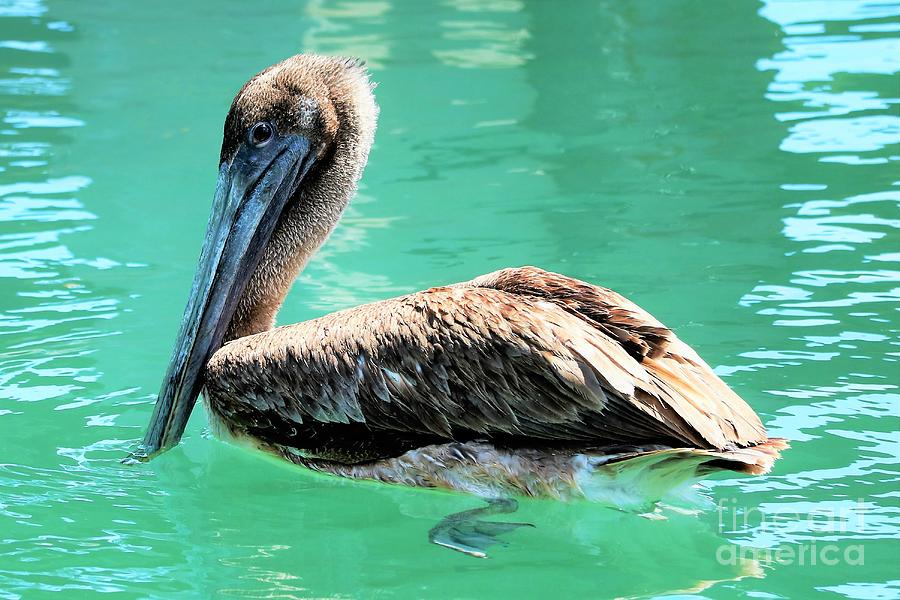 Pelican Photograph - Pelican Curiosity by Diann Fisher