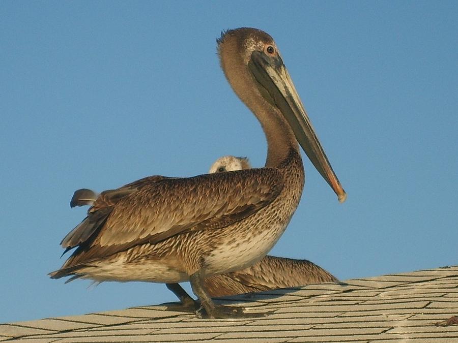 Pelican Painting by Cynthia Covington - Fine Art America