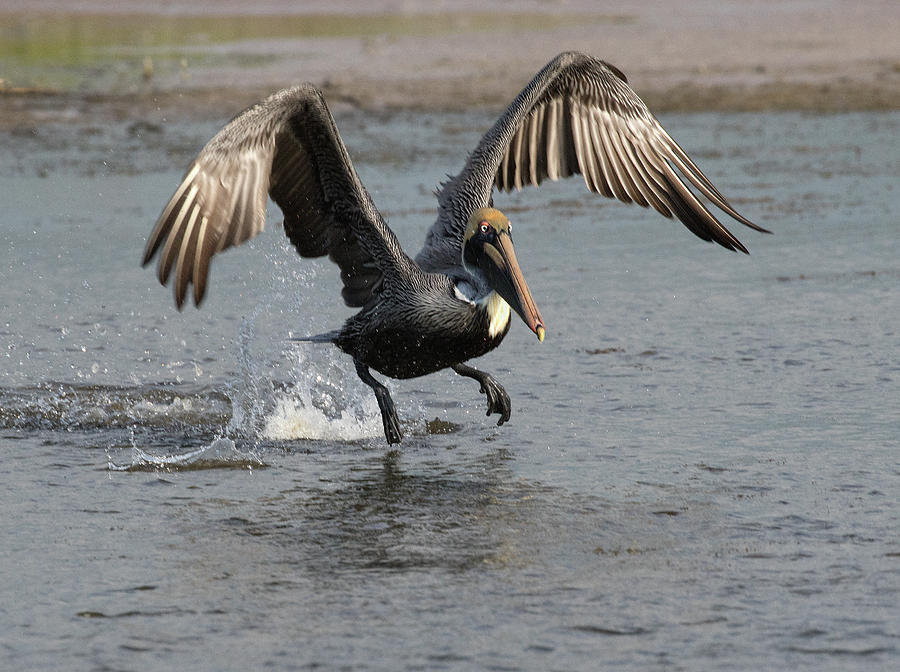 Pelican Dance Photograph by Art Cole
